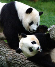 pittsburgh google panda update